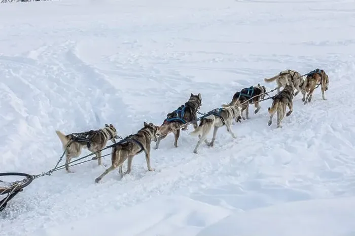 Framed Print : Donovaly, Slovakia - 28 January, 2023 : Dog sled running during freezing winter. High quality photo Framed Print : Donovaly, Slovakia - 28 January, 2023 : Dog sled running during freezing winter. High quality photo
