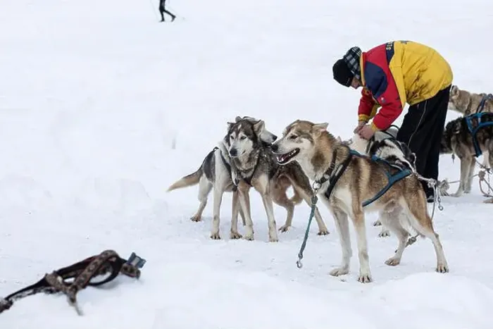 Framed Print : Donovaly, Slovakia - 28 January, 2023 : Dog sled with mushers during freezing winter. High quality photo Framed Print : Donovaly, Slovakia - 28 January, 2023 : Dog sled with mushers during freezing winter. High quality photo