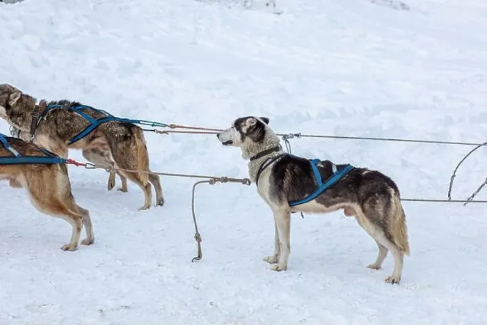 Framed Print : Donovaly, Slovakia - 28 January, 2023 : Dog sled during freezing winter. High quality photo Framed Print : Donovaly, Slovakia - 28 January, 2023 : Dog sled during freezing winter. High quality photo