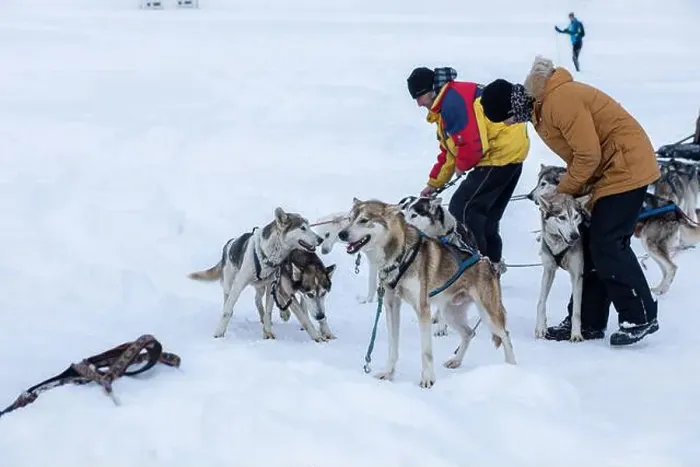 Framed Print : Donovaly, Slovakia - 28 January, 2023 : Dog sled with mushers during freezing winter. High quality photo Framed Print : Donovaly, Slovakia - 28 January, 2023 : Dog sled with mushers during freezing winter. High quality photo