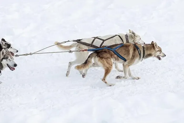 Framed Print : Donovaly, Slovakia - 28 January, 2023 : Dog sled running during freezing winter. High quality photo Framed Print : Donovaly, Slovakia - 28 January, 2023 : Dog sled running during freezing winter. High quality photo