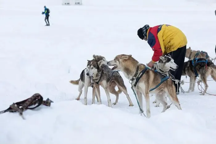 Framed Print : Donovaly, Slovakia - 28 January, 2023 : Dog sled with mushers during freezing winter. High quality photo Framed Print : Donovaly, Slovakia - 28 January, 2023 : Dog sled with mushers during freezing winter. High quality photo