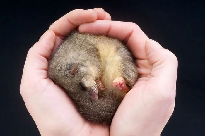 Framed Print : Dormouse / Glis glis Framed Print : Dormouse / Glis glis