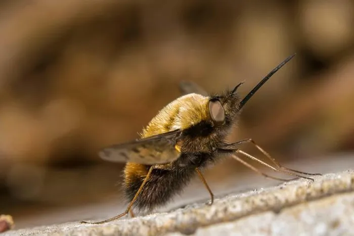 Framed Print : Dotted bee-fly (Bombylius discolor), sits on deadwood, Germany Framed Print : Dotted bee-fly (Bombylius discolor), sits on deadwood, Germany