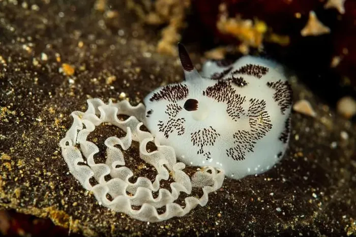 Framed Print : A dotted nudibranch (Jorunna funebris) with white egg spiral, Lembeh Strait, Indonesia Framed Print : A dotted nudibranch (Jorunna funebris) with white egg spiral, Lembeh Strait, Indonesia