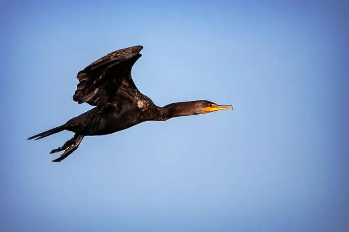 Framed Print : A Double-crested Cormorant (Nannopterum auritum) at Marco Island, Florida Framed Print : A Double-crested Cormorant (Nannopterum auritum) at Marco Island, Florida
