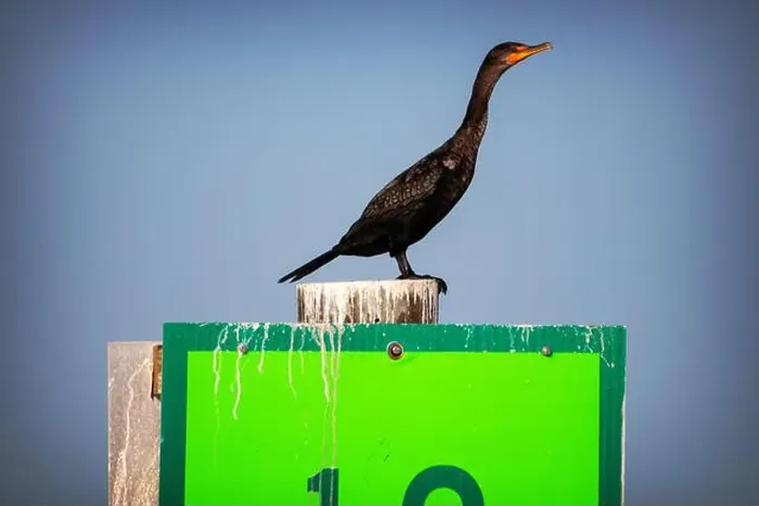 Framed Print : A Double-crested Cormorant (Nannopterum auritum) at Marco Island, Florida Framed Print : A Double-crested Cormorant (Nannopterum auritum) at Marco Island, Florida