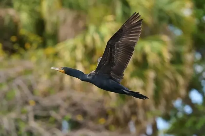 Framed Print : Double-crested cormorant (Phalacrocorax auritus) Framed Print : Double-crested cormorant (Phalacrocorax auritus)
