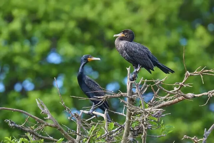 Framed Print : Double-crested cormorant (Phalacrocorax auritus) Framed Print : Double-crested cormorant (Phalacrocorax auritus)