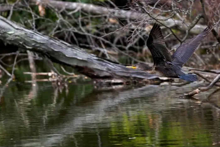Framed Print : The Double-crested Cormorant (Phalacrocorax auritus ) in flight. Natural scene from Ohio Framed Print : The Double-crested Cormorant (Phalacrocorax auritus ) in flight. Natural scene from Ohio