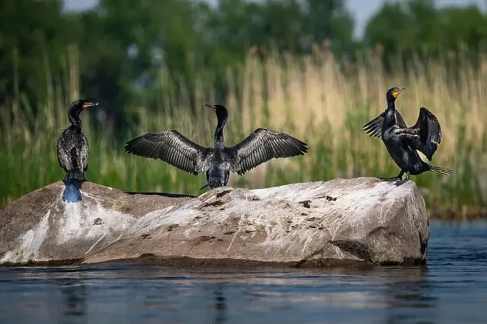 Framed Print : Double-crested cormorants spanning their wings to dry on a rock along the St. Lawrence River Framed Print : Double-crested cormorants spanning their wings to dry on a rock along the St. Lawrence River