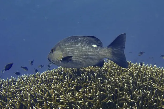 Framed Print : A double spotted snapper (Lutjanus bohar) swimming over a coral reef in the deep blue ocean Framed Print : A double spotted snapper (Lutjanus bohar) swimming over a coral reef in the deep blue ocean