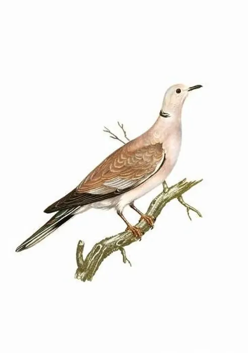 Framed Print : Dove. Vintage inspired bird art. Digital Watercolor painting on a soft textured white background Framed Print : Dove. Vintage inspired bird art. Digital Watercolor painting on a soft textured white background