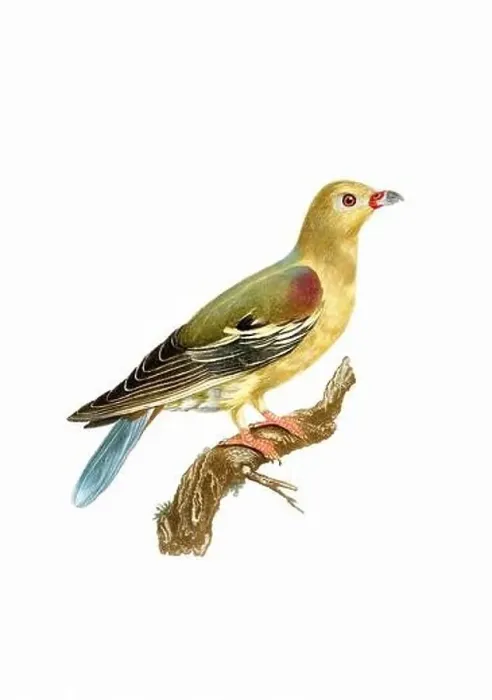 Framed Print : Dove. Vintage inspired bird art. Digital Watercolor painting on a soft textured white background