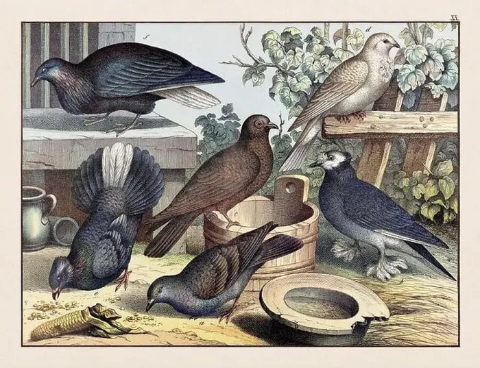Framed Print : Doves. Vintage Bird illustration published in a German natural history book in the 19th century, circa 1870 Framed Print : Doves. Vintage Bird illustration published in a German natural history book in the 19th century, circa 1870