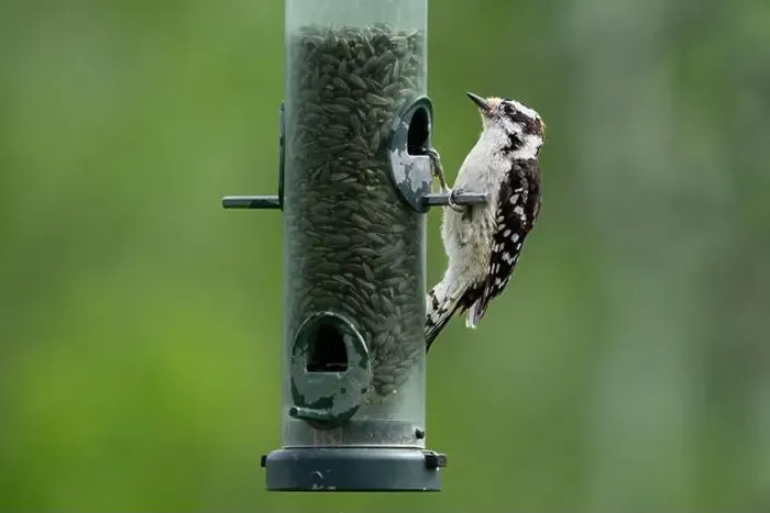 Framed Print : A downy woodpecker at a bird feeder at FortWhyte Alive, Winnipeg, Manitoba, Canada Framed Print : A downy woodpecker at a bird feeder at FortWhyte Alive, Winnipeg, Manitoba, Canada