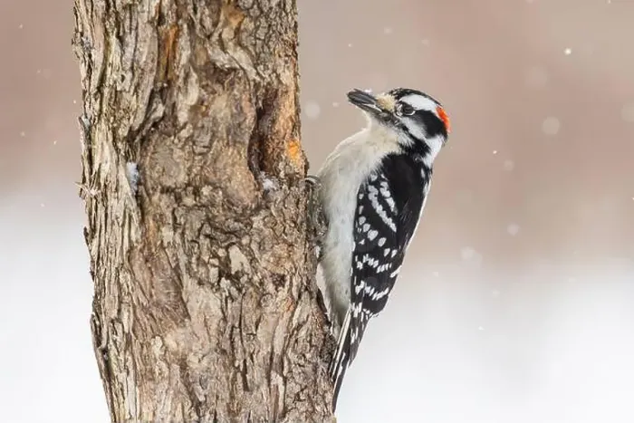 Framed Print : Downy woodpecker (Dryobates pubescens) in winter storm