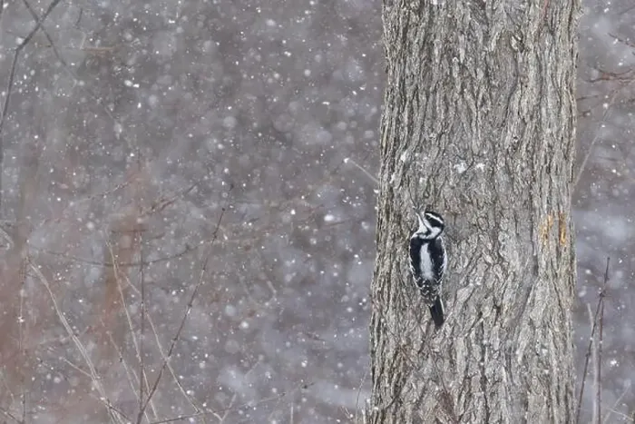Framed Print : Downy woodpecker (Dryobates pubescens) in winter storm Framed Print : Downy woodpecker (Dryobates pubescens) in winter storm