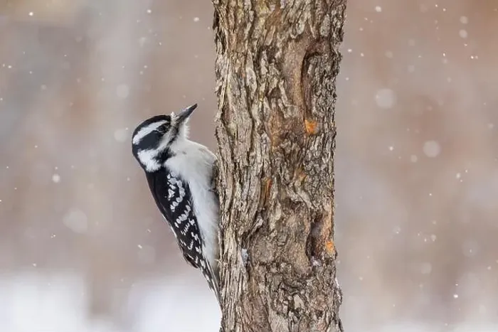 Framed Print : Downy woodpecker (Dryobates pubescens) in winter storm Framed Print : Downy woodpecker (Dryobates pubescens) in winter storm