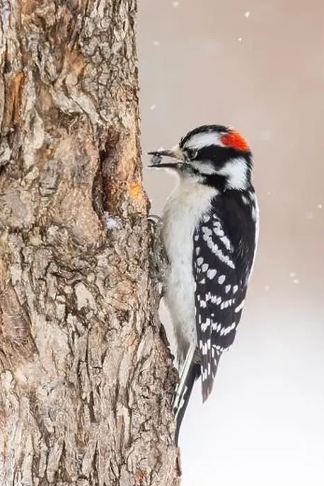 Framed Print : Downy woodpecker (Dryobates pubescens) in winter storm Framed Print : Downy woodpecker (Dryobates pubescens) in winter storm
