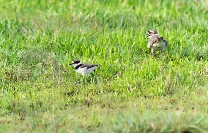 Framed Print : Downy young killdeer (Chardarius vociferus) with its parent in the grass, Texas, USA Framed Print : Downy young killdeer (Chardarius vociferus) with its parent in the grass, Texas, USA
