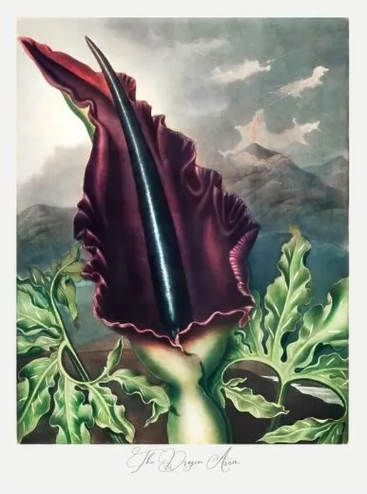 Framed Print : The Dragon Arum. Antique Victorian Flower painting Framed Print : The Dragon Arum. Antique Victorian Flower painting