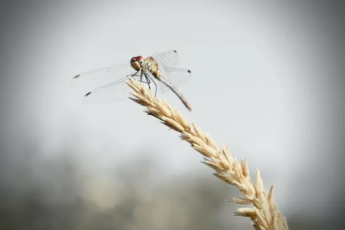 Framed Print : Dragonfly on yellow ear in fine art color Framed Print : Dragonfly on yellow ear in fine art color