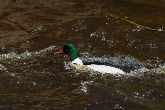 Framed Print : Drake Goosander (Mergus merganser) on a fast flowing river in the Peak District England Framed Print : Drake Goosander (Mergus merganser) on a fast flowing river in the Peak District England