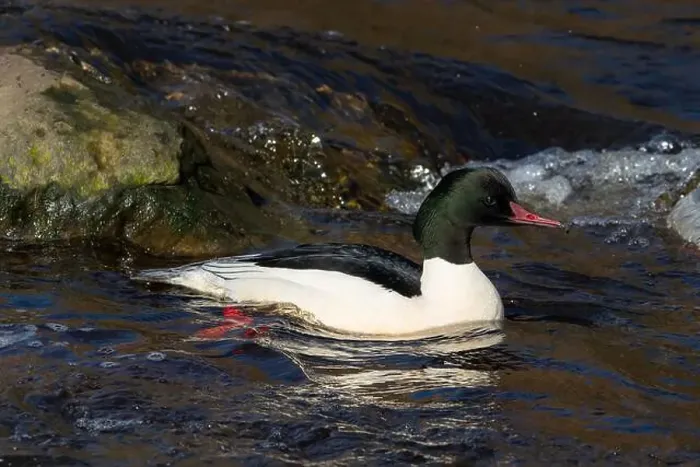 Framed Print : Drake Goosander (Mergus merganser) on a fast flowing river in the Peak District England Framed Print : Drake Goosander (Mergus merganser) on a fast flowing river in the Peak District England