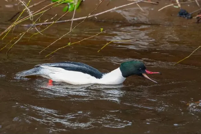Framed Print : Drake Goosander (Mergus merganser) on a fast flowing river in the Peak District England Framed Print : Drake Goosander (Mergus merganser) on a fast flowing river in the Peak District England