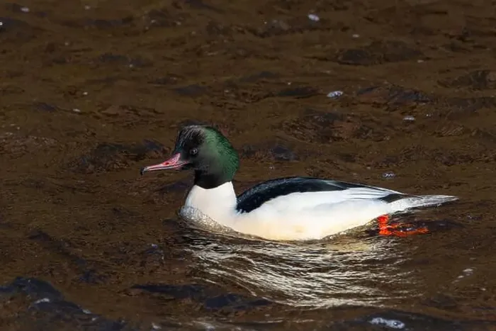 Framed Print : Drake Goosander (Mergus merganser) on a fast flowing river in the Peak District England Framed Print : Drake Goosander (Mergus merganser) on a fast flowing river in the Peak District England