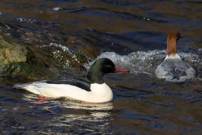 Framed Print : Drake Goosander (Mergus merganser) on a fast flowing river in the Peak District England Framed Print : Drake Goosander (Mergus merganser) on a fast flowing river in the Peak District England