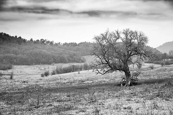 Dramatic field landscape, tree and meadows