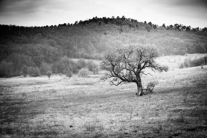 Framed Print : Dramatic field landscape, tree and meadows Framed Print : Dramatic field landscape, tree and meadows