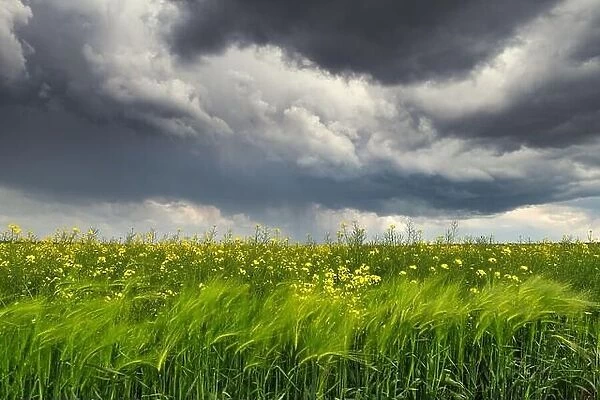 Dramatic storm clouds with rain over yellow rapeseed fields. Landscape photography