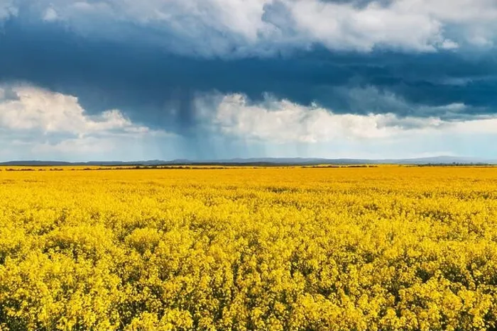 Framed Print : Dramatic storm clouds with rain over yellow rapeseed fields. Landscape photography Framed Print : Dramatic storm clouds with rain over yellow rapeseed fields. Landscape photography
