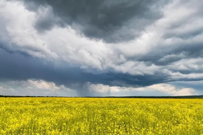 Framed Print : Dramatic storm clouds with rain over yellow rapeseed fields. Landscape photography Framed Print : Dramatic storm clouds with rain over yellow rapeseed fields. Landscape photography
