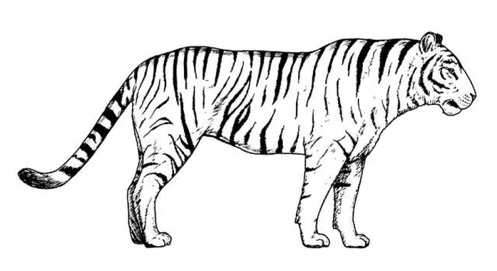 Framed Print : Drawing of tiger - hand sketch of wild cat