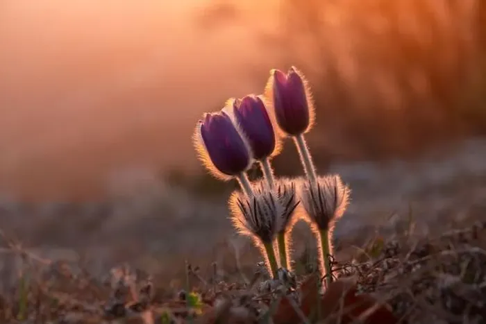 Framed Print : Dream-grass or Pulsatilla patens blooms in spring in the forest in the mountains Framed Print : Dream-grass or Pulsatilla patens blooms in spring in the forest in the mountains