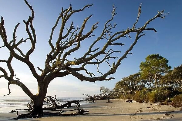 Driftwood Beach - Jekyll Island, Georgia USA