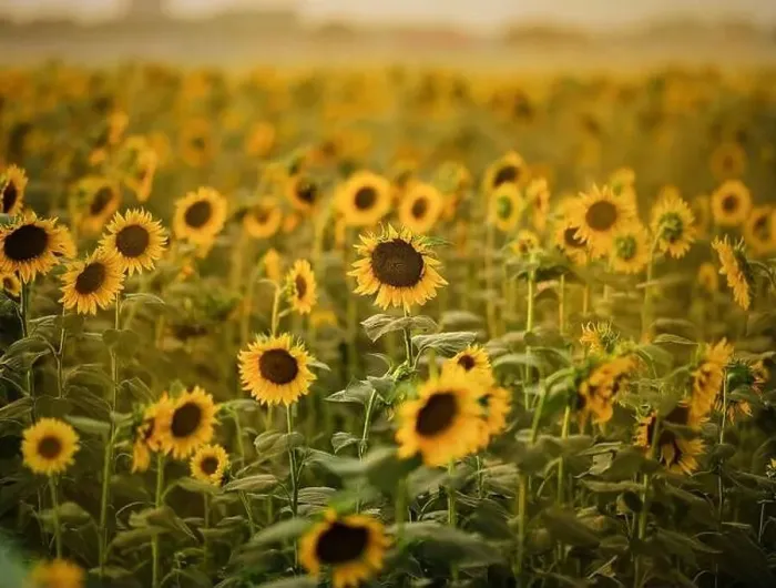 Framed Print : Drone. Aerial view. Field of blooming sunflowers Framed Print : Drone. Aerial view. Field of blooming sunflowers