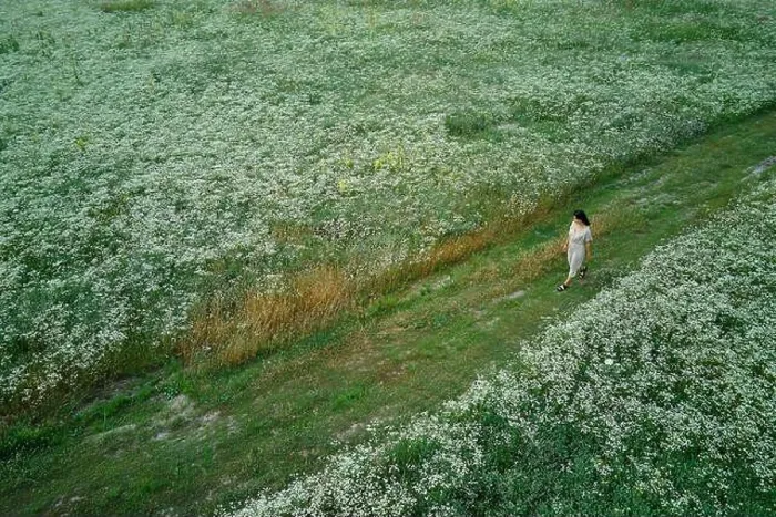 Framed Print : Drone aerial view of woman in dress walking in flower blooming meadow Framed Print : Drone aerial view of woman in dress walking in flower blooming meadow