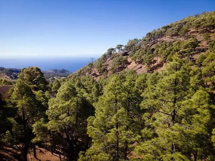 Framed Print : Drone flight over the beautiful lush green pine forest on El Hierro, el pinar Framed Print : Drone flight over the beautiful lush green pine forest on El Hierro, el pinar