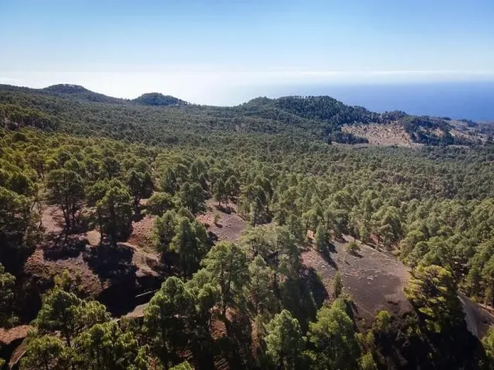 Framed Print : Drone flight over the beautiful lush green pine forest on El Hierro, el pinar Framed Print : Drone flight over the beautiful lush green pine forest on El Hierro, el pinar