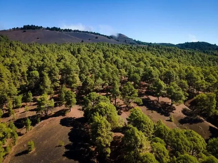 Framed Print : Drone flight over the beautiful lush green pine forest on El Hierro, el pinar Framed Print : Drone flight over the beautiful lush green pine forest on El Hierro, el pinar
