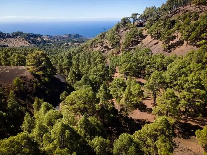 Framed Print : Drone flight over the beautiful lush green pine forest on El Hierro, el pinar Framed Print : Drone flight over the beautiful lush green pine forest on El Hierro, el pinar