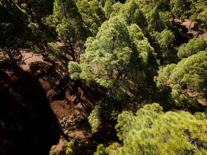Framed Print : Drone flight over the beautiful lush green pine forest on El Hierro, el pinar
