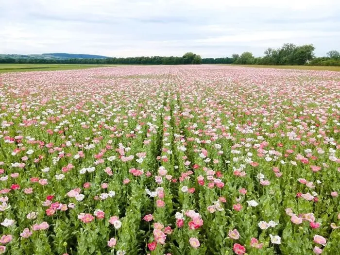 Framed Print : Drone flight over field with many colorful poppies somewhere in Austria in summer Framed Print : Drone flight over field with many colorful poppies somewhere in Austria in summer