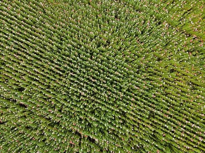 Framed Print : Drone flight over field with many colorful poppies somewhere in Austria in summer Framed Print : Drone flight over field with many colorful poppies somewhere in Austria in summer