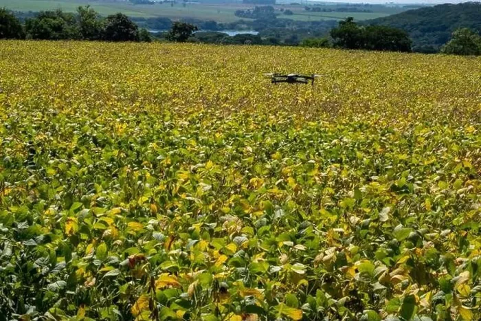 Framed Print : drone flying over soy plantation on sunny day in Brazil Framed Print : drone flying over soy plantation on sunny day in Brazil